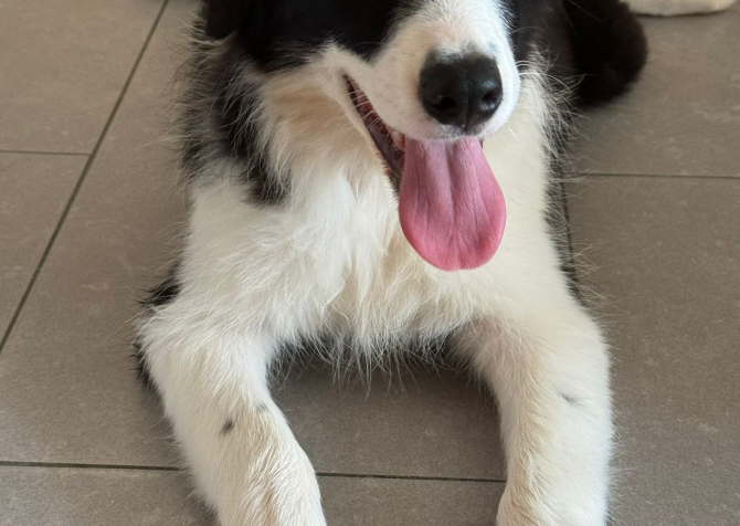 5 aylık b scrli dişi border collie